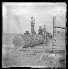 Several men moving a large log via animal-drawn two-wheeled vehicle